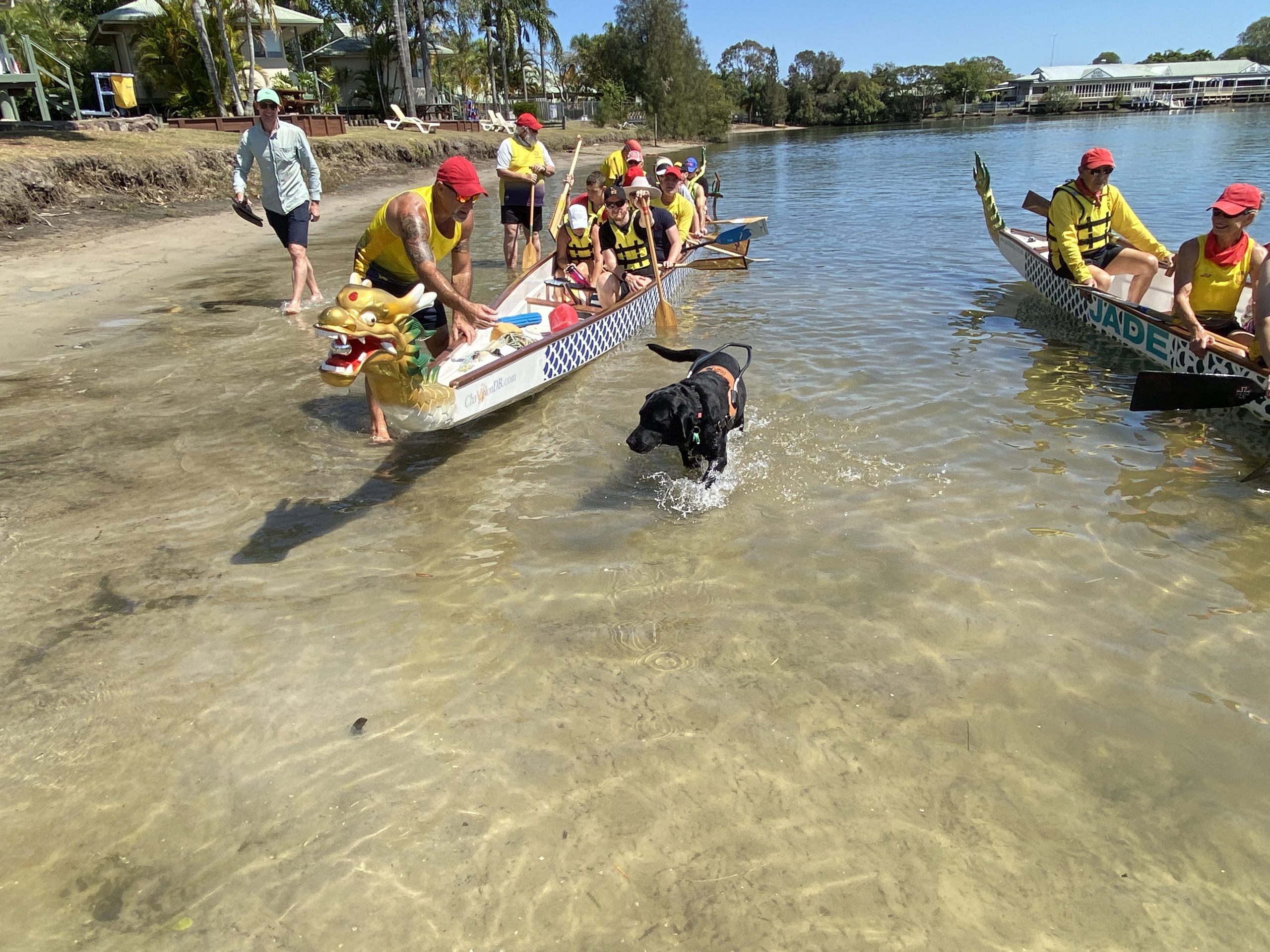 Two dragon boats full of people in the water and a guide dog walking alongside